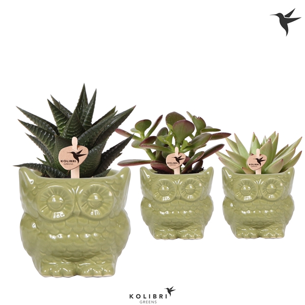 <h4>Kolibri Greens Succulenten mix in Owl pot green</h4>