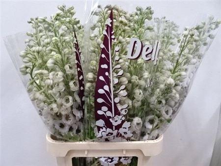 <h4>Delph Du Dewi Spijker</h4>