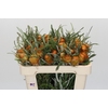 Banksia Dryandra