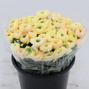 Ranunculus Success Tuareg | Extra