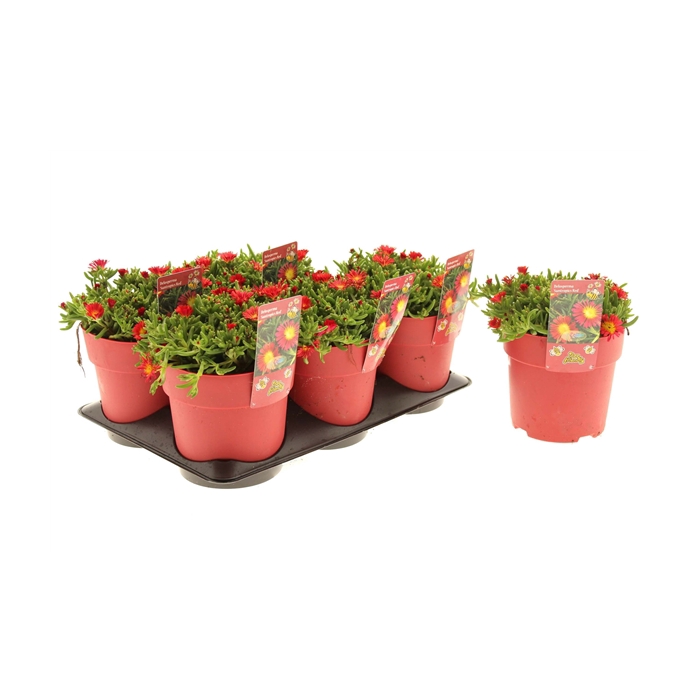 <h4>Delosperma Suntropics Red</h4>
