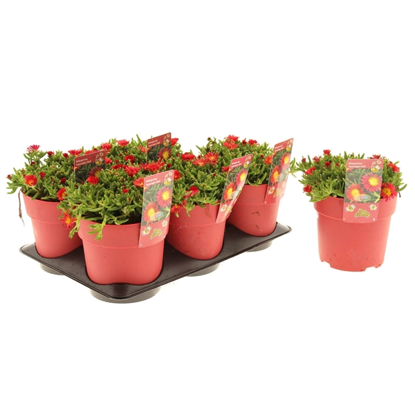 Delosperma Suntropics Red