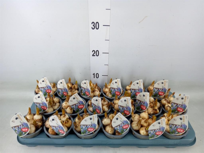 <h4>Muscari   ...</h4>