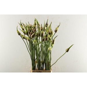Allium Ov Artestiek L 85