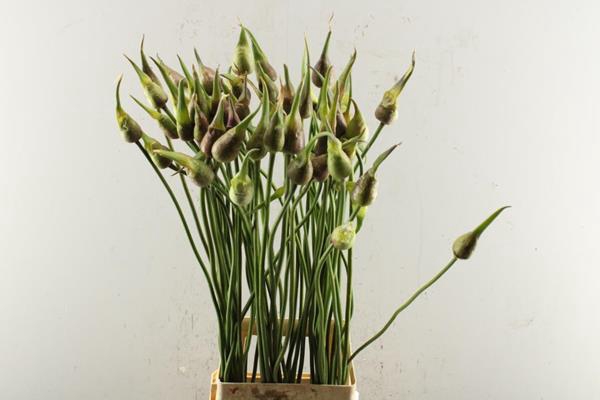 <h4>Allium Ov Artestiek L 85</h4>