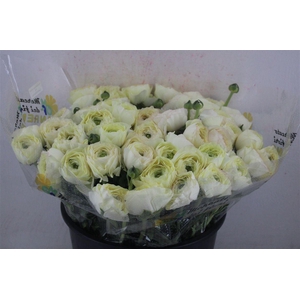 Ran Cloni Sup Commedia