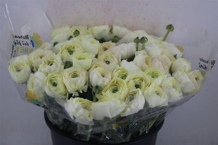 <h4>Ran Cloni Sup Commedia</h4>