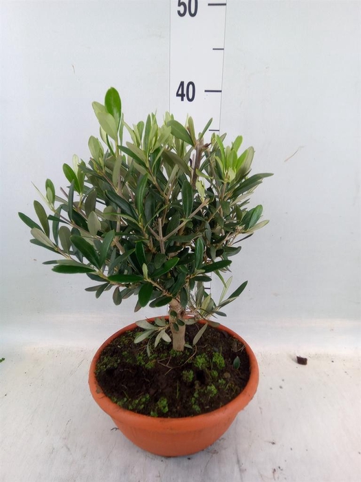 <h4>Olea europaea</h4>