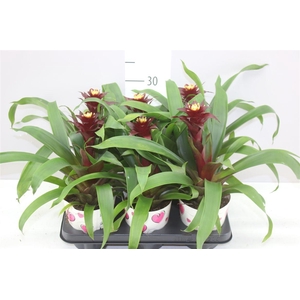 Guzmania Paulina