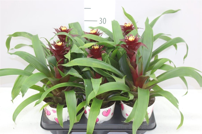 <h4>Guzmania Paulina</h4>