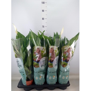 Spathiphyllum  'Sweet Ricardo'