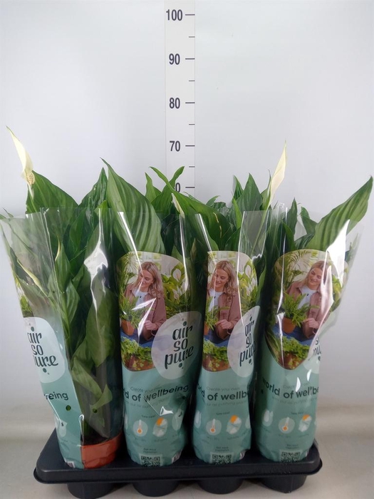 <h4>Spathiphyllum  'Sweet Ricardo'</h4>