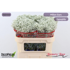 GYPS PA MILLION STAR