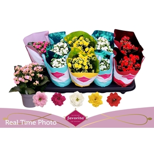 KAL GE PERF GEM 5 KL