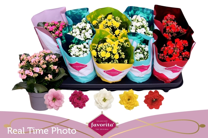 <h4>KAL GE PERF GEM 5 KL</h4>