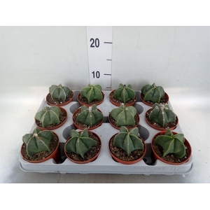 Astrophytum myriostigma
