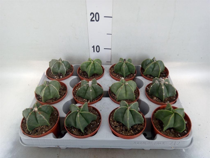 <h4>Astrophytum myriostigma</h4>
