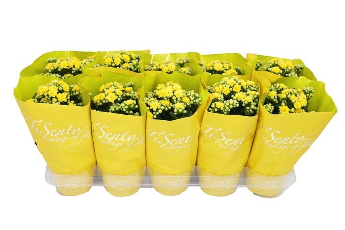 <h4>KAL GE PERFECTA YELL</h4>