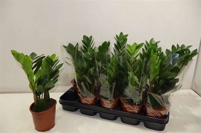 <h4>Zamio Zamiifolia</h4>