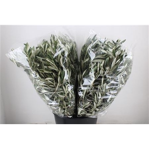 OLIJF 250GRAM P BUNCH