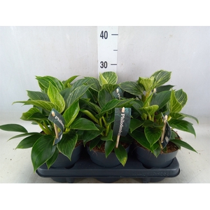 Philodendron  'Birkin'