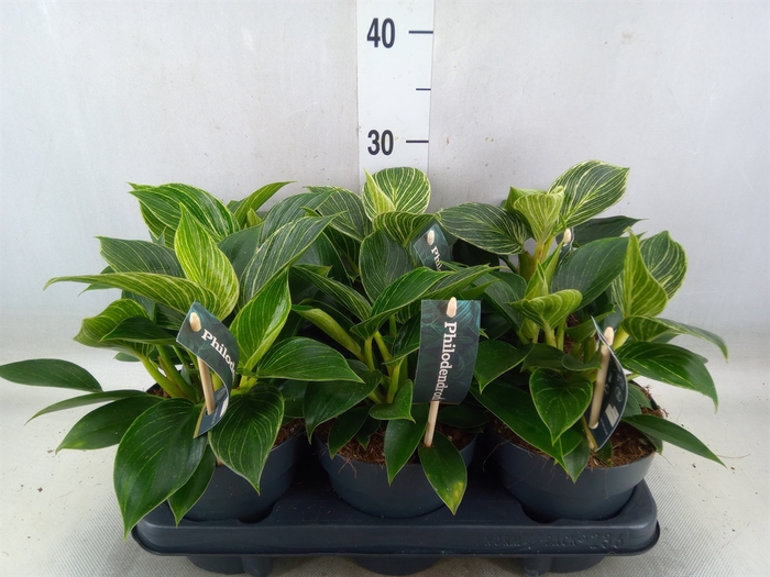 <h4>Philodendron  'Birkin'</h4>