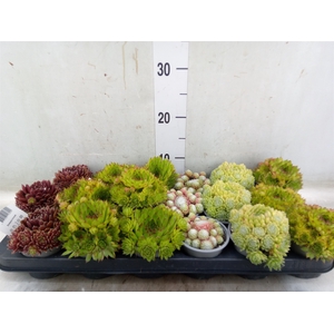 Sempervivum   ...mix