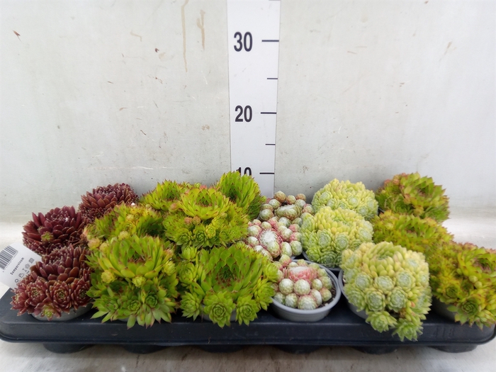 <h4>Sempervivum   ...mix</h4>