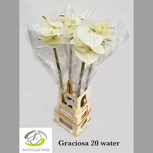 Anth A Graciosa