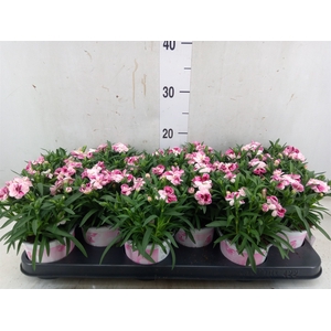 Dianthus  'Sprint Pink and Proud'