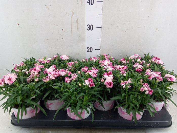 <h4>Dianthus  'Sprint Pink and Proud'</h4>