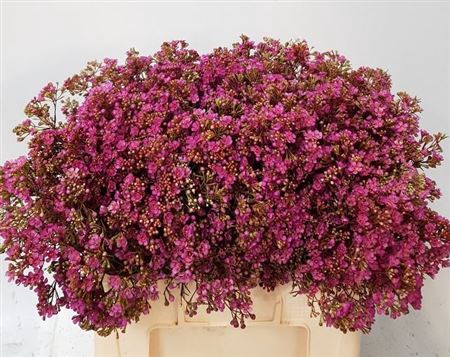 CHAME UN VEGA BLATT 85gr