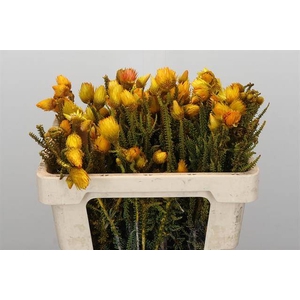 Cape green phaenocoma paint yellow