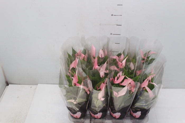 <h4>ANTHURIUM LILLI P09 PREMIUM</h4>