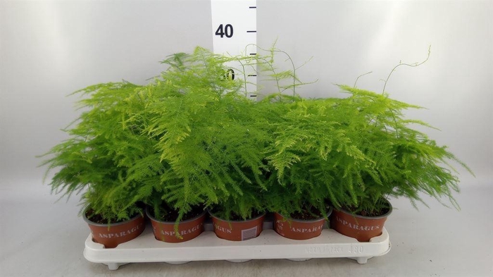 <h4>Asparagus setaceus</h4>