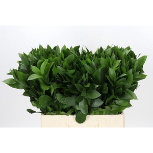 Ruscus Hypophyllum