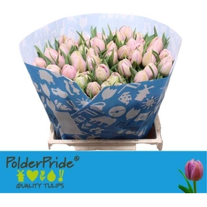 Tulipa DU 'Katinka'