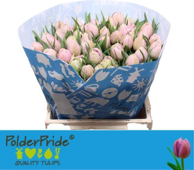 <h4>Tulipa DU 'Katinka'</h4>