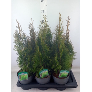 Thuja occid. 'Smaragd'