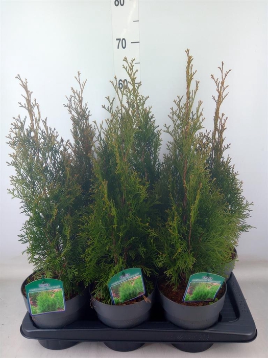 <h4>Thuja occid. 'Smaragd'</h4>