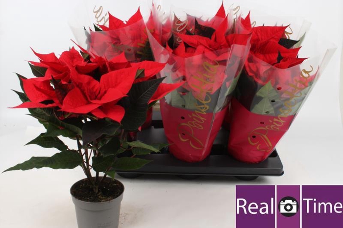 <h4>EUPHOR P PREM RED</h4>