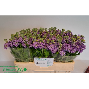 MATTH MATHILDA LAVEN