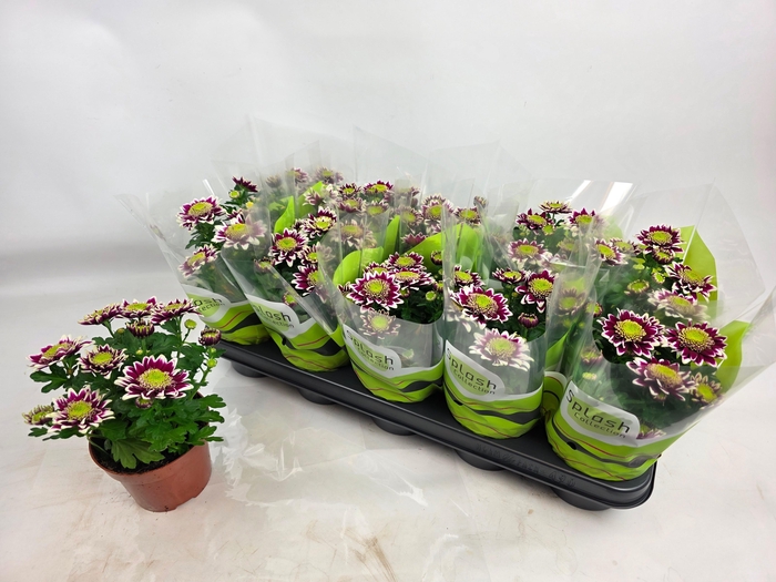 <h4>CHRYS SPLASH ROCKER</h4>