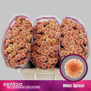 CHR SAN MILLER APRICOT