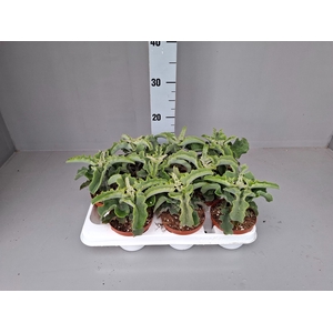 Kalanchoe NF   ...