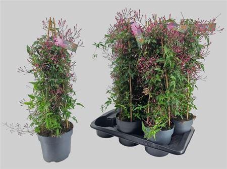 <h4>Jasm Polyanthum Rz</h4>