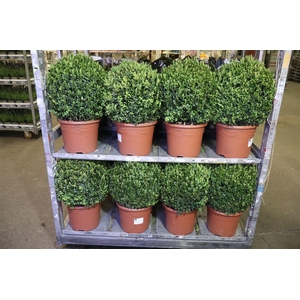 arr8 Buxu Sempervirens