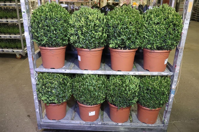 <h4>arr8 Buxu Sempervirens</h4>