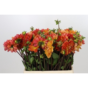 Dahlia Graceland