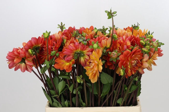 <h4>Dahlia Graceland</h4>
